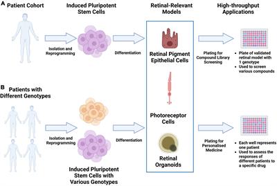 Modeling inherited retinal diseases using human induced pluripotent stem cell derived photoreceptor cells and retinal pigment epithelial cells